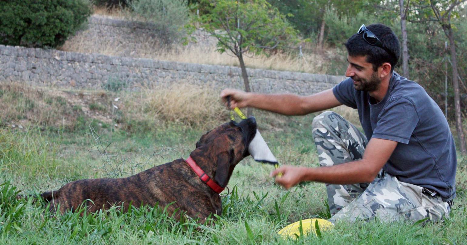 Separando el instinto de presa del Disc Dog