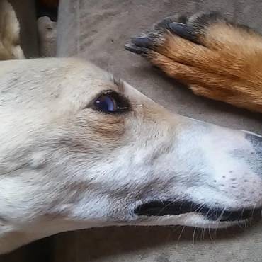 Rescate de un galgo (Físico y veterinario, pero sobre todo emocional)