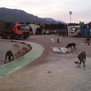 Ejercicios de olfato para perros