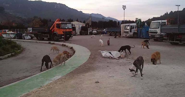 Ejercicios de olfato para perros