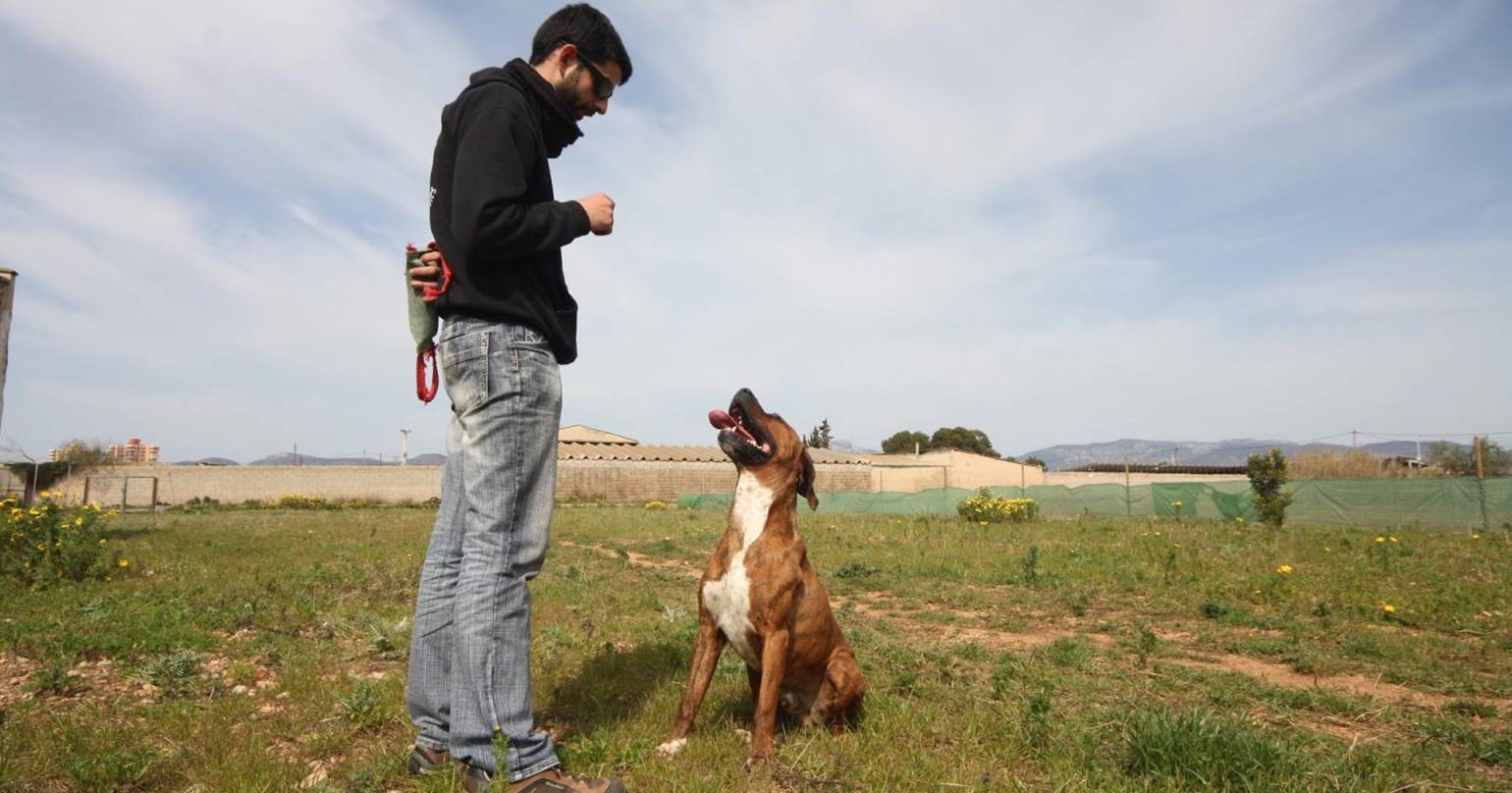 Hacer entrar a un perro en «vereda»