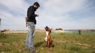 Hacer entrar a un perro en «vereda»