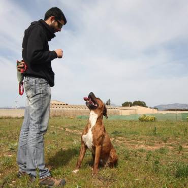 Hacer entrar a un perro en «vereda»