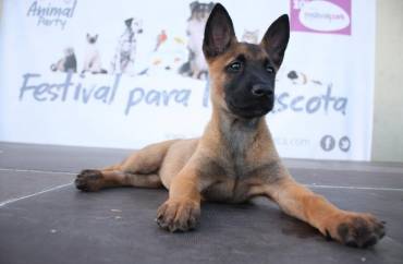 Cachorros y perros jóvenes