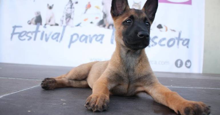 Cachorros y perros jóvenes