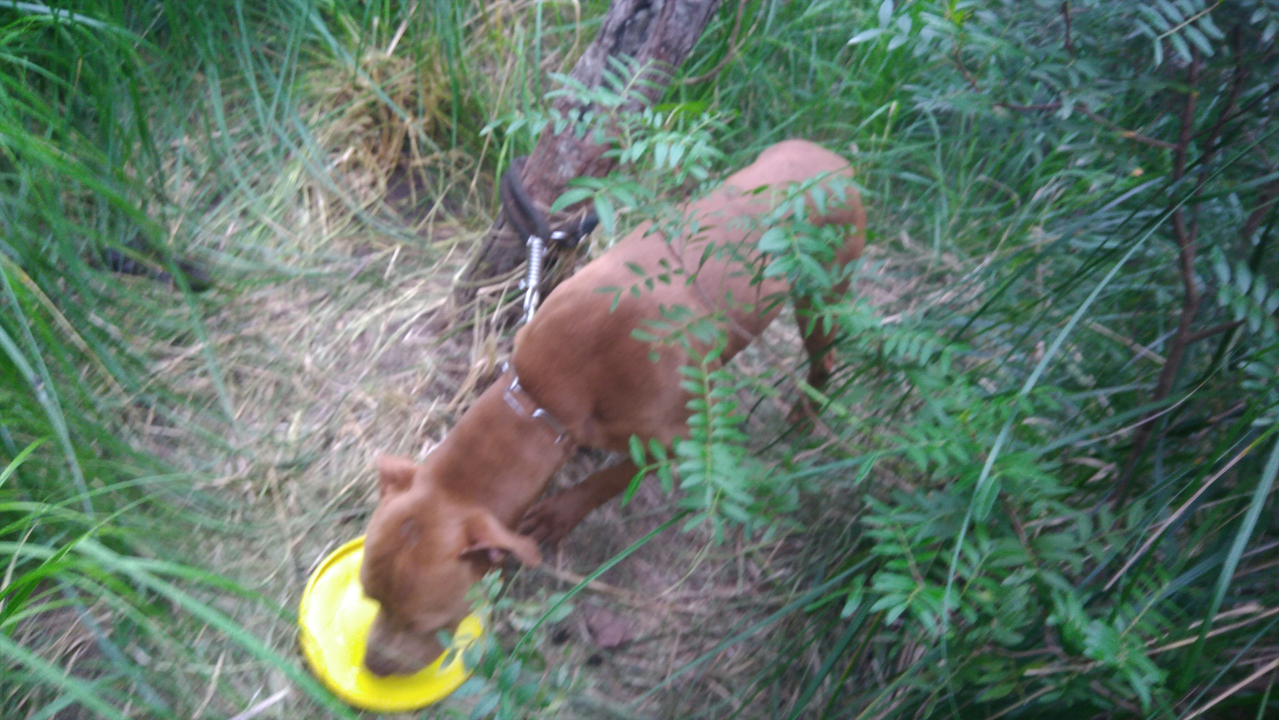 Pit Bull abandonado y atado bebiendo agua.