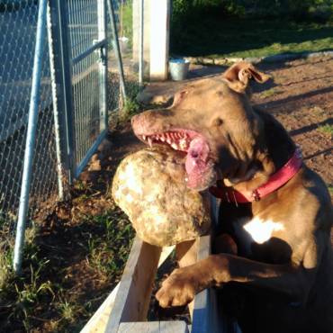 Impulsividad canina en el refugio con Freyo (Vídeo).