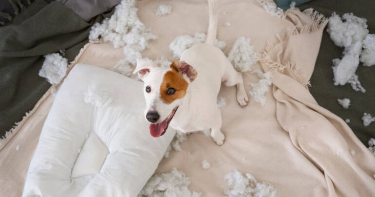 Ansiedad por separación en perros Mallorca: evaluación, tratamiento y seguimiento real