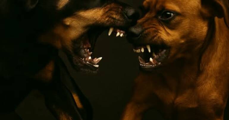 Falta de socialización y habilidades sociales en perros en Mallorca: valoración, educación y acompañamiento real