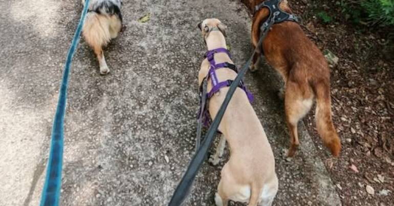 Perro que tira de la correa y problemas en el paseo: paseos más tranquilos para todos