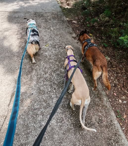 Perro que tira de la correa y problemas en el paseo: paseos más tranquilos para todos