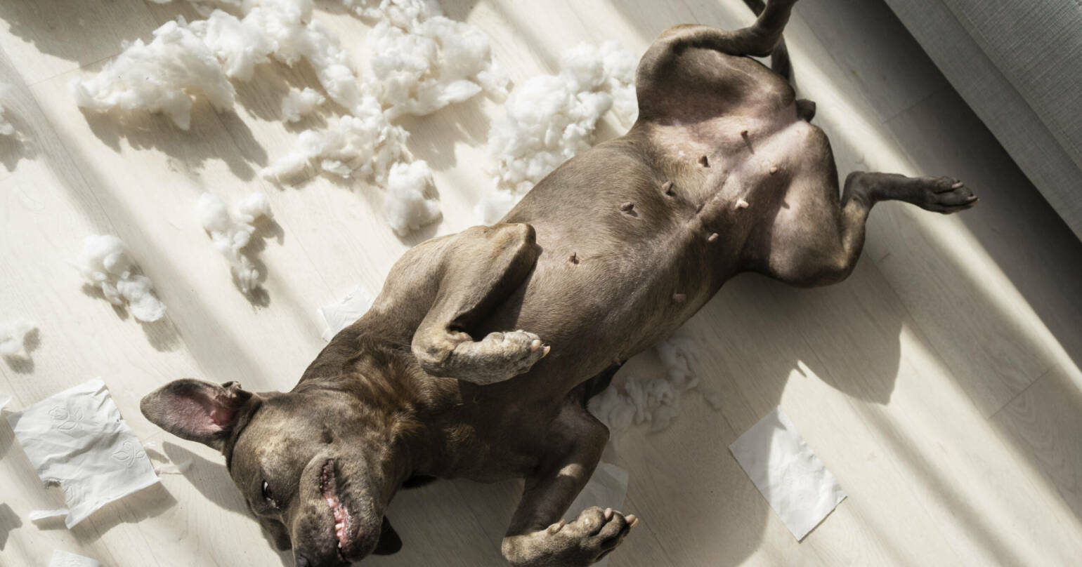 Ansiedad por separación en perros Mallorca: evaluación, tratamiento y seguimiento real