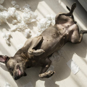 Ansiedad por separación en perros: guía práctica sin castigos