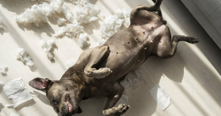 Ansiedad por separación en perros Mallorca: evaluación, tratamiento y seguimiento real